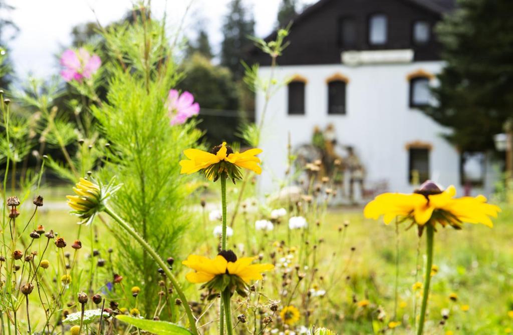 Haus Fürstenberg Beierfeld Exterior foto